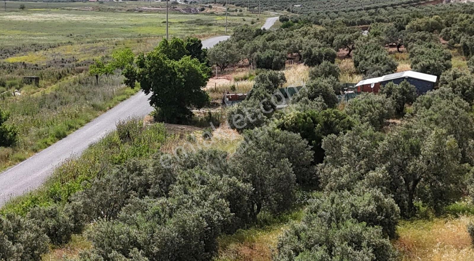 Asfalt Cephe 2.556 M² Zeytinli Tarla - Görsel 14