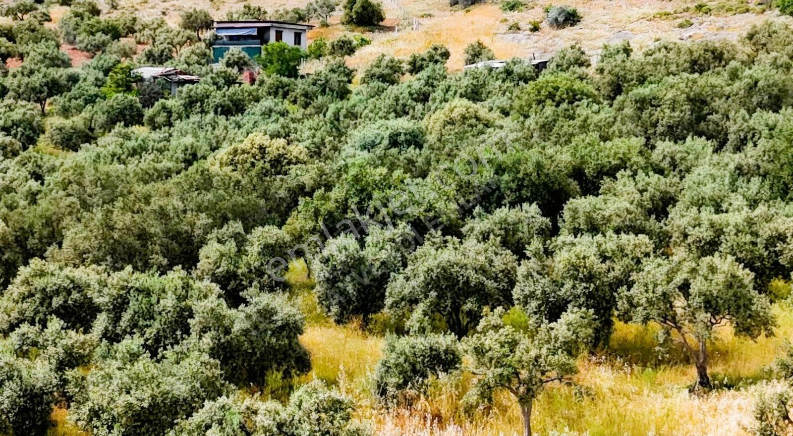 Asfalt Cephe 2.556 M² Zeytinli Tarla - Görsel 13