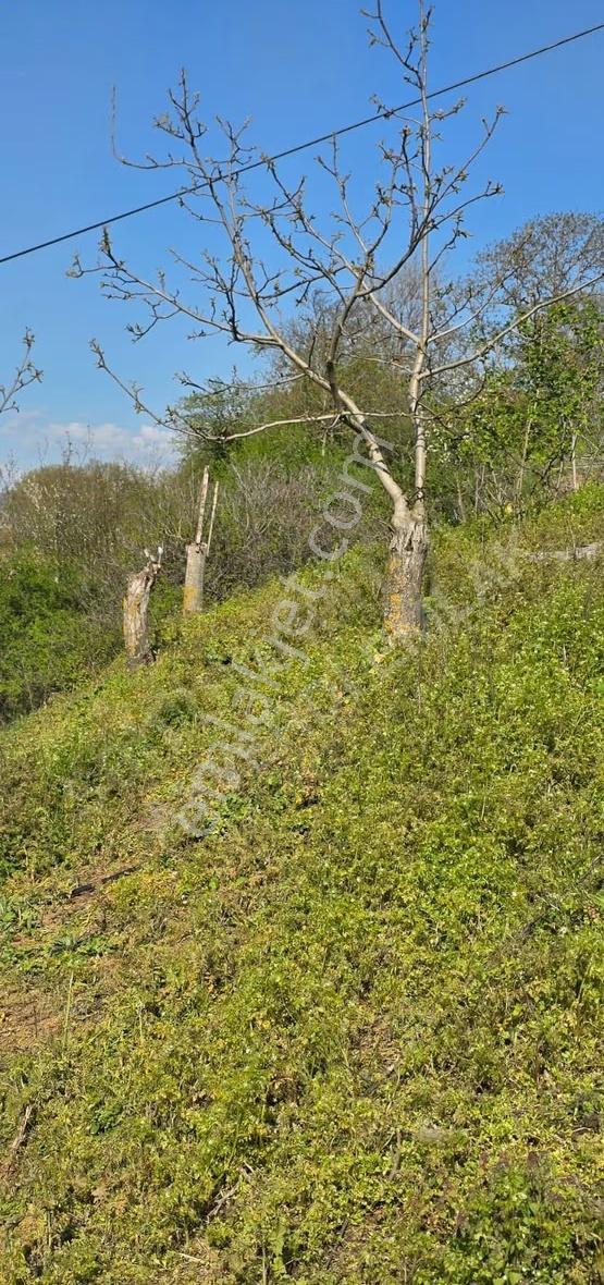 1.512 M2 Bahçeli Müstakil Tapulu Bahçe Ve Ev - Görsel 8