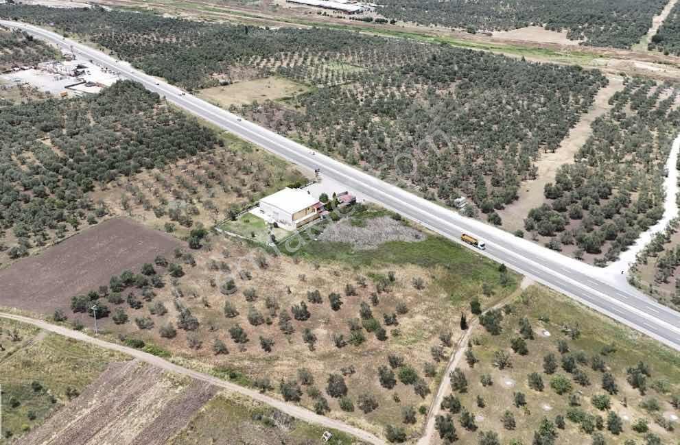 Fırsat Fiyat Ana Yola Cepheli 10 Dönüm Satılık Zeytinlik - Görsel 2