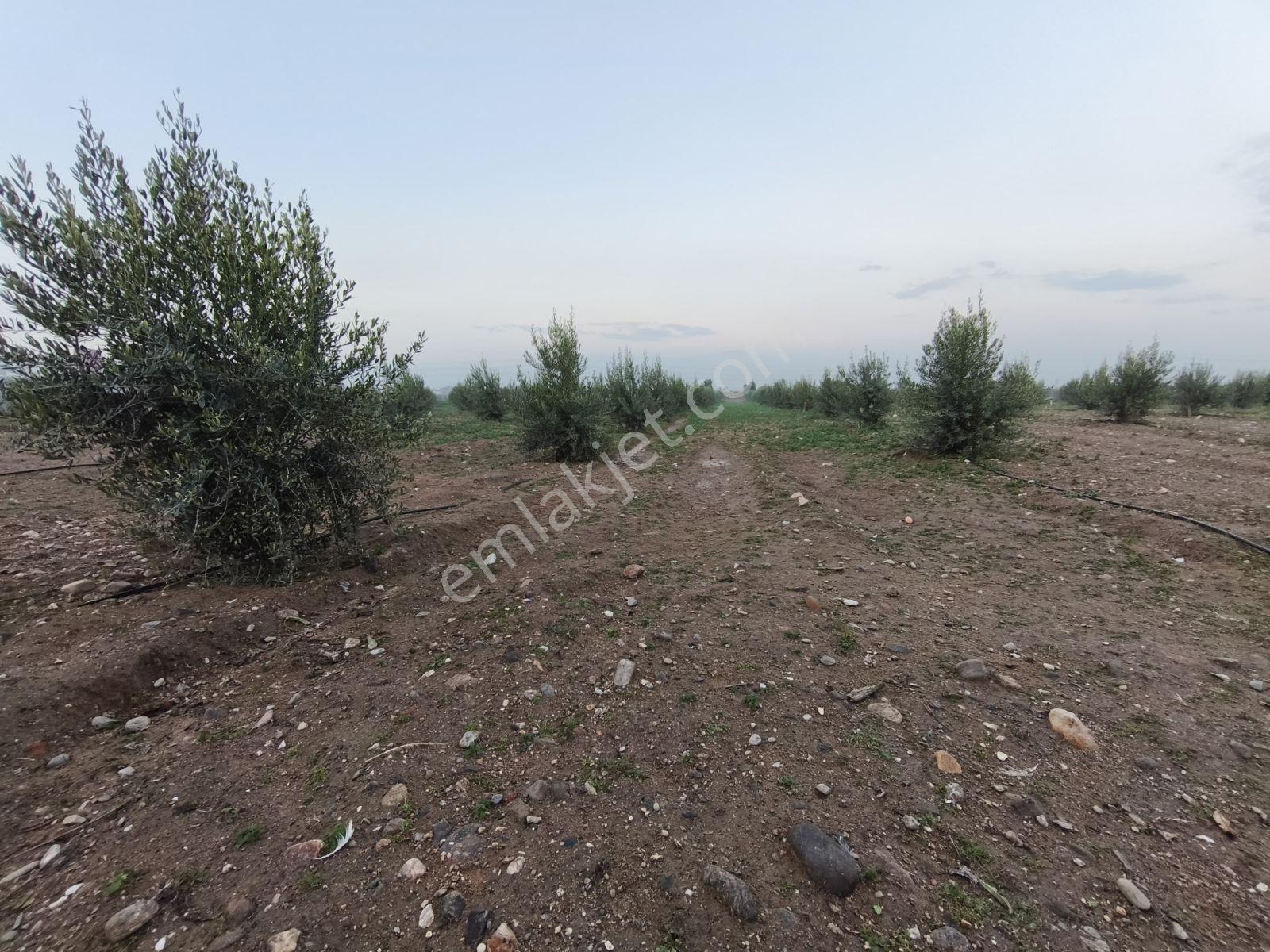 Yunus'tan Merkeze Yakın Yatırımlık Arazi - Görsel 13