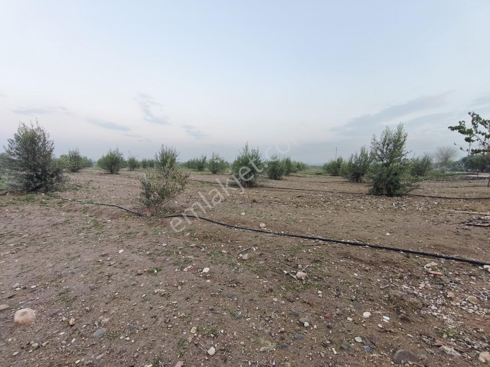 Yunus'tan Merkeze Yakın Yatırımlık Arazi - Görsel 9