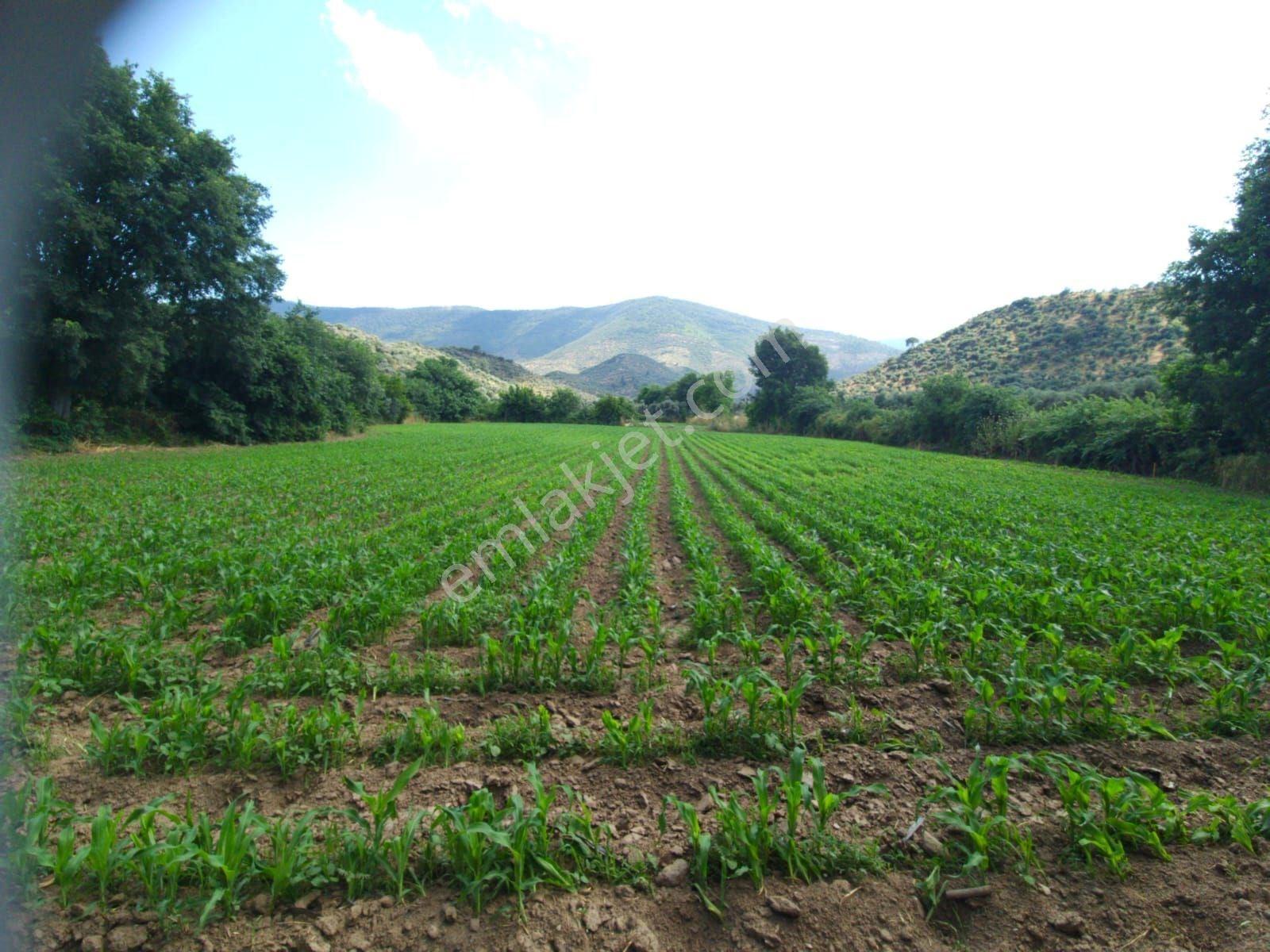Muğla Milas Bafada Satılık Tarla - Görsel 9