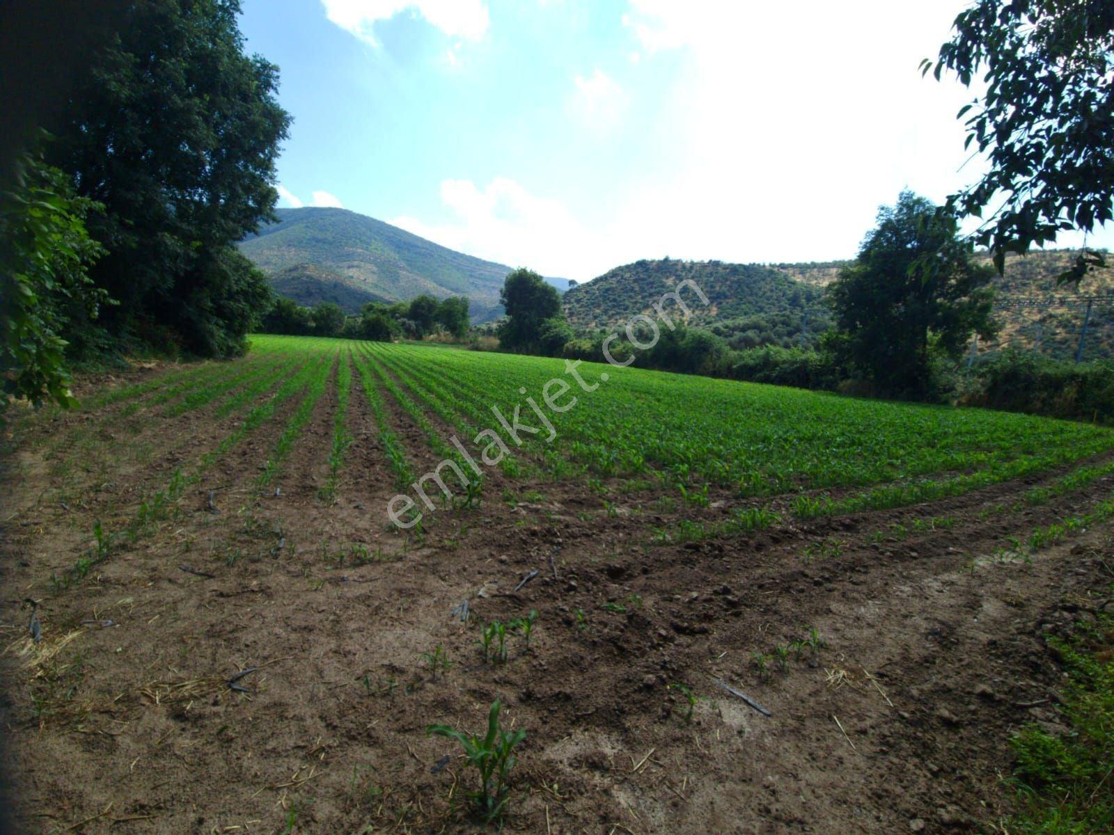 Muğla Milas Bafada Satılık Tarla - Görsel 8