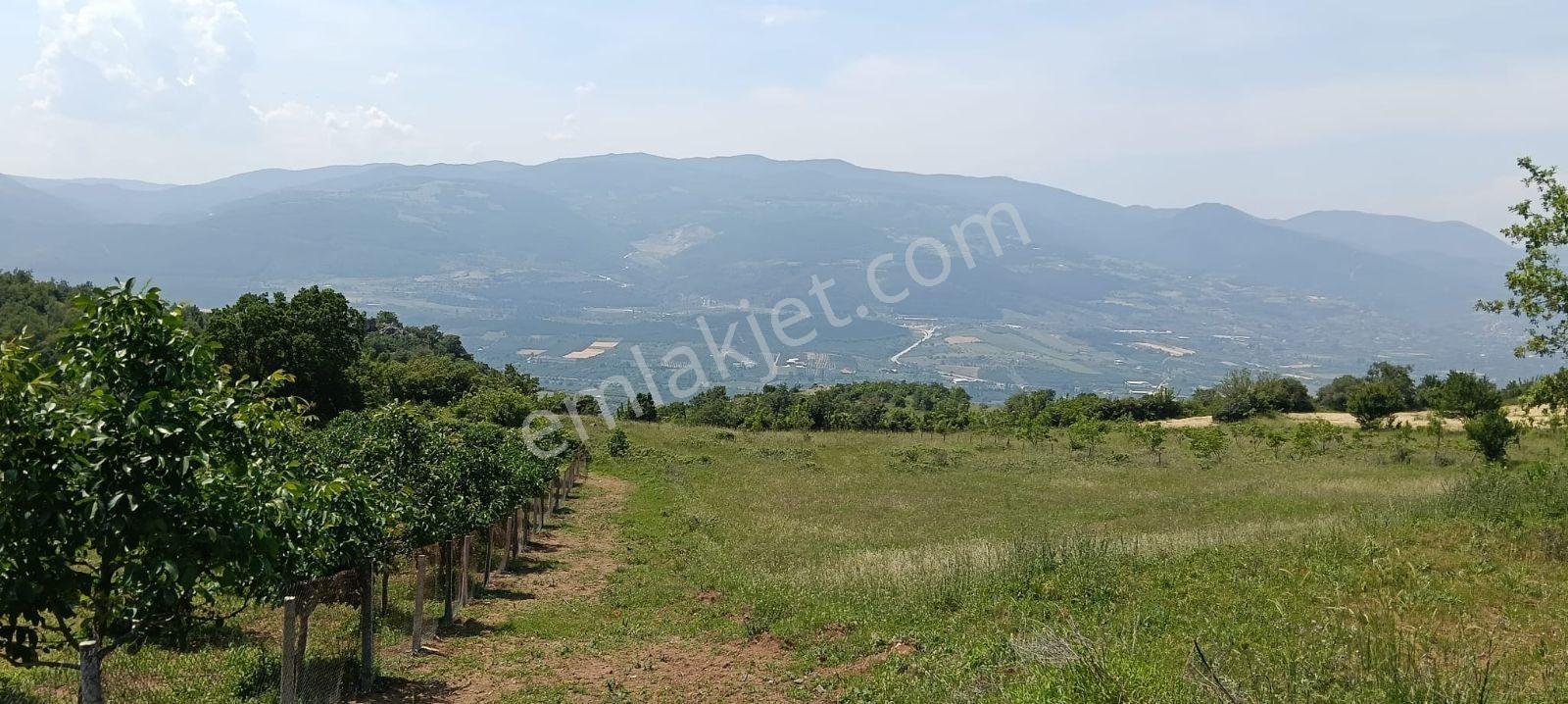 Sakarya Eşme 2982 M2 Resmi Yol Su Kuyusu Verimli Ceviz Bahçesi - Görsel 2
