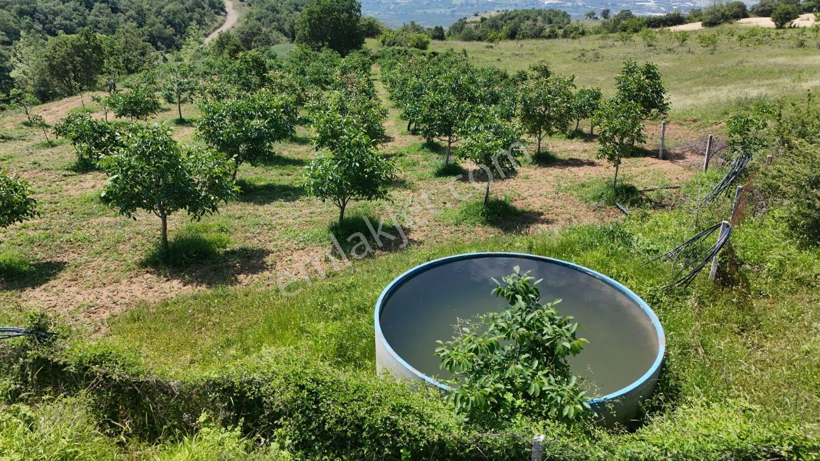 Sakarya Eşme 2982 M2 Resmi Yol Su Kuyusu Verimli Ceviz Bahçesi - Görsel 12