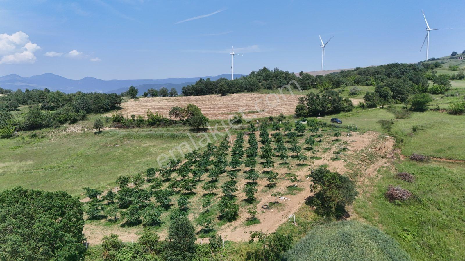 Sakarya Eşme 2982 M2 Resmi Yol Su Kuyusu Verimli Ceviz Bahçesi - Görsel 4