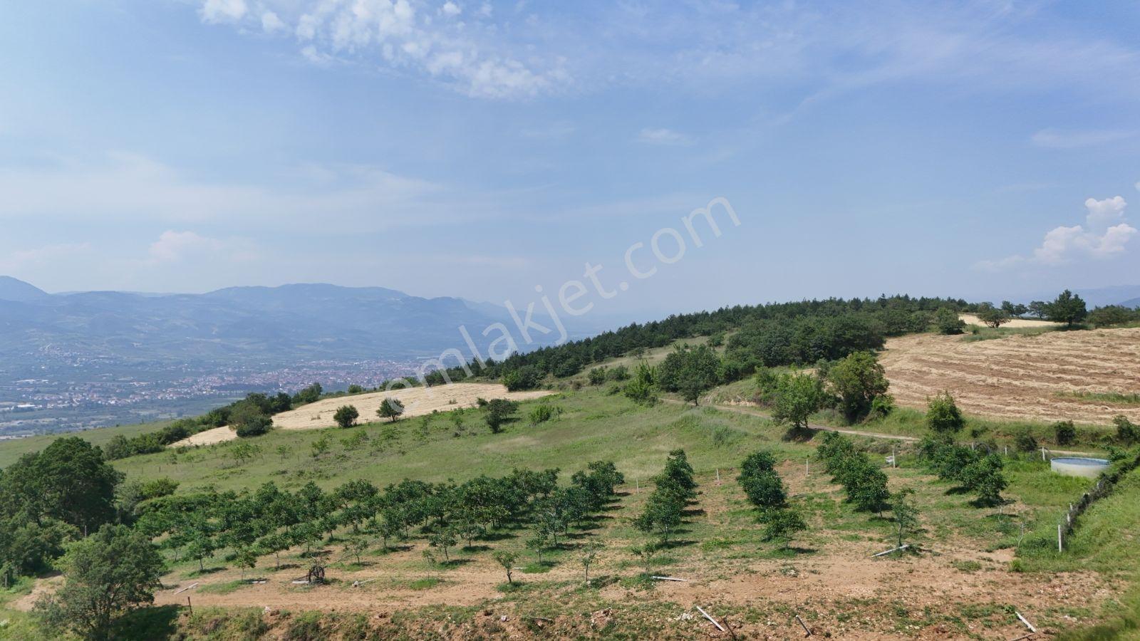 Sakarya Eşme 2982 M2 Resmi Yol Su Kuyusu Verimli Ceviz Bahçesi - Görsel 17