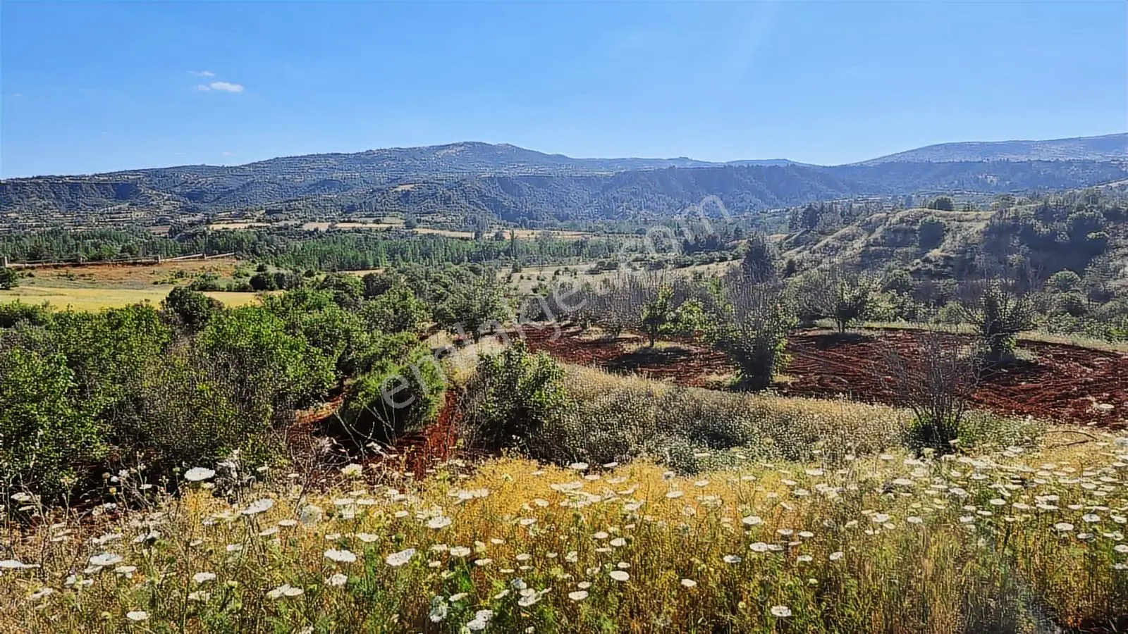 Lobby Fortisten Menderes Nehri Kenarında Satılık Ceviz Bahçesi