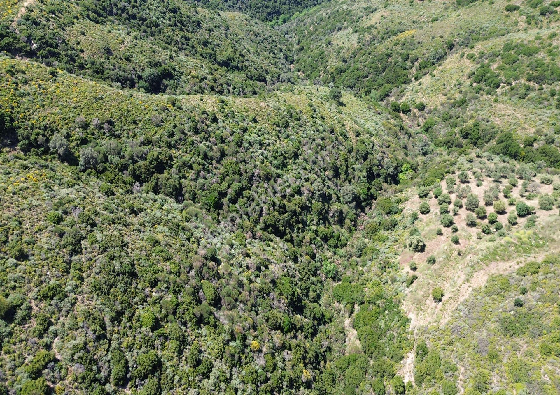 Karaburun Sarpıncık Mahallesi'nde 10.125 M² Satılık Tarla - Görsel 9