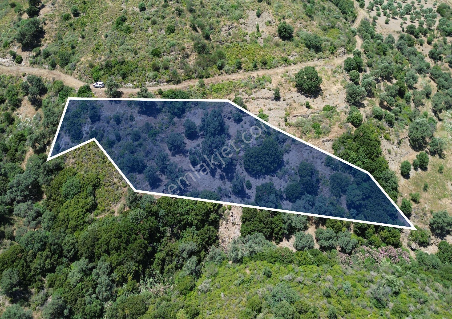 Karaburun Sarpıncık'ta 5 Dönüm Satılık Zeytinlik - Görsel 13
