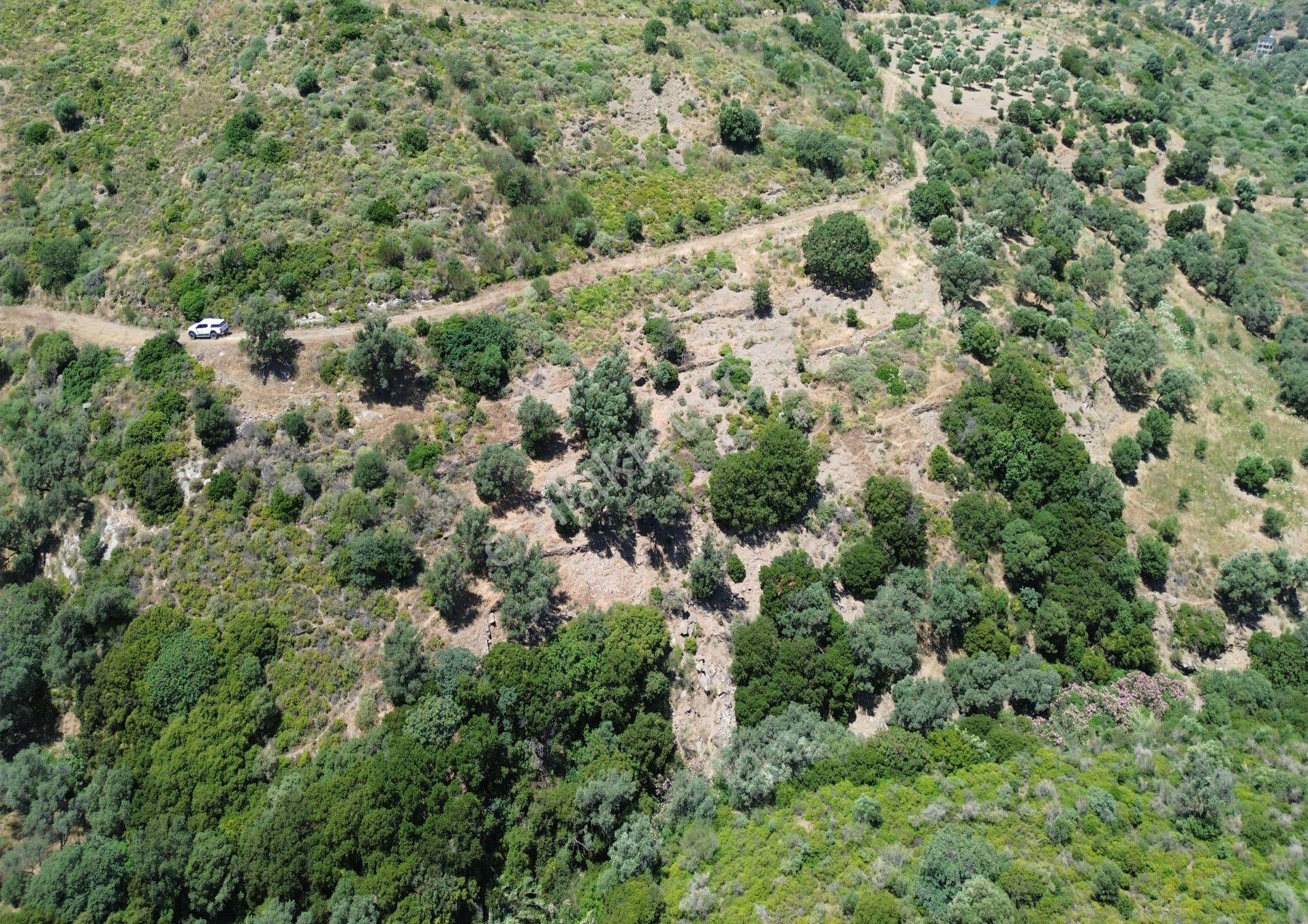 Karaburun Sarpıncık'ta 5 Dönüm Satılık Zeytinlik - Görsel 11