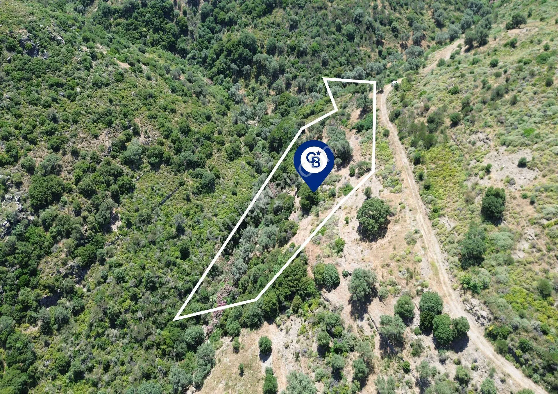 Karaburun Sarpıncık'ta 5 Dönüm Satılık Zeytinlik - Görsel 4