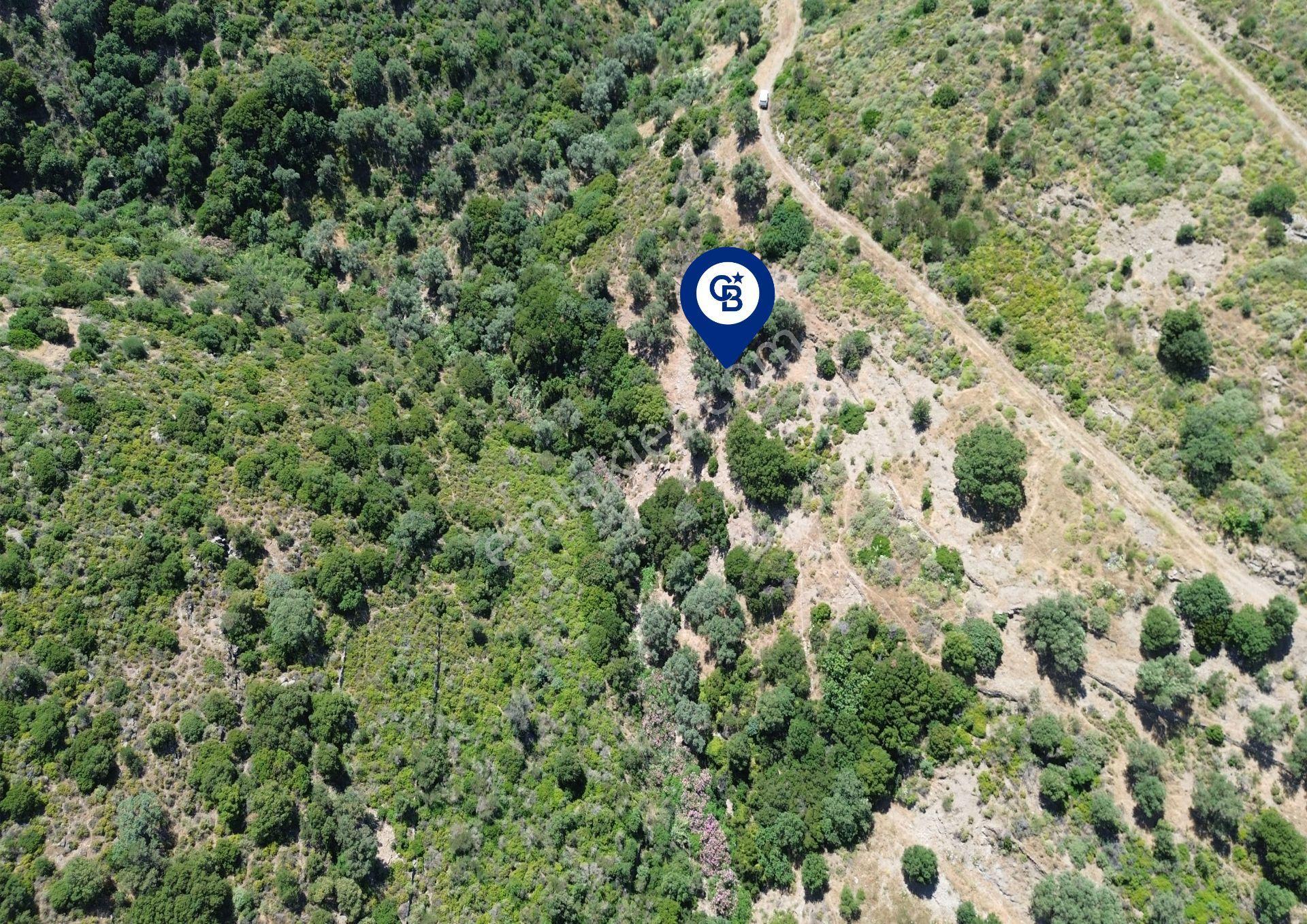 Karaburun Sarpıncık'ta 5 Dönüm Satılık Zeytinlik - Görsel 9
