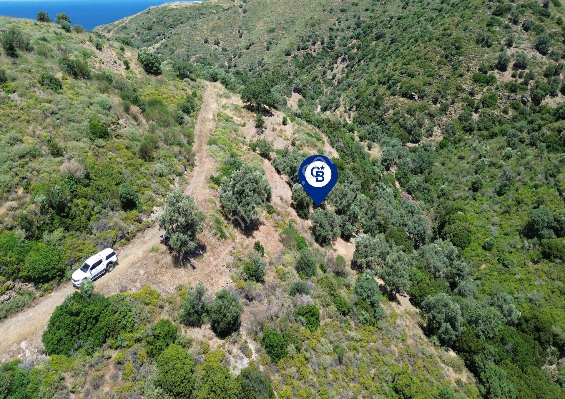 Karaburun Sarpıncık'ta 5 Dönüm Satılık Zeytinlik - Görsel 10