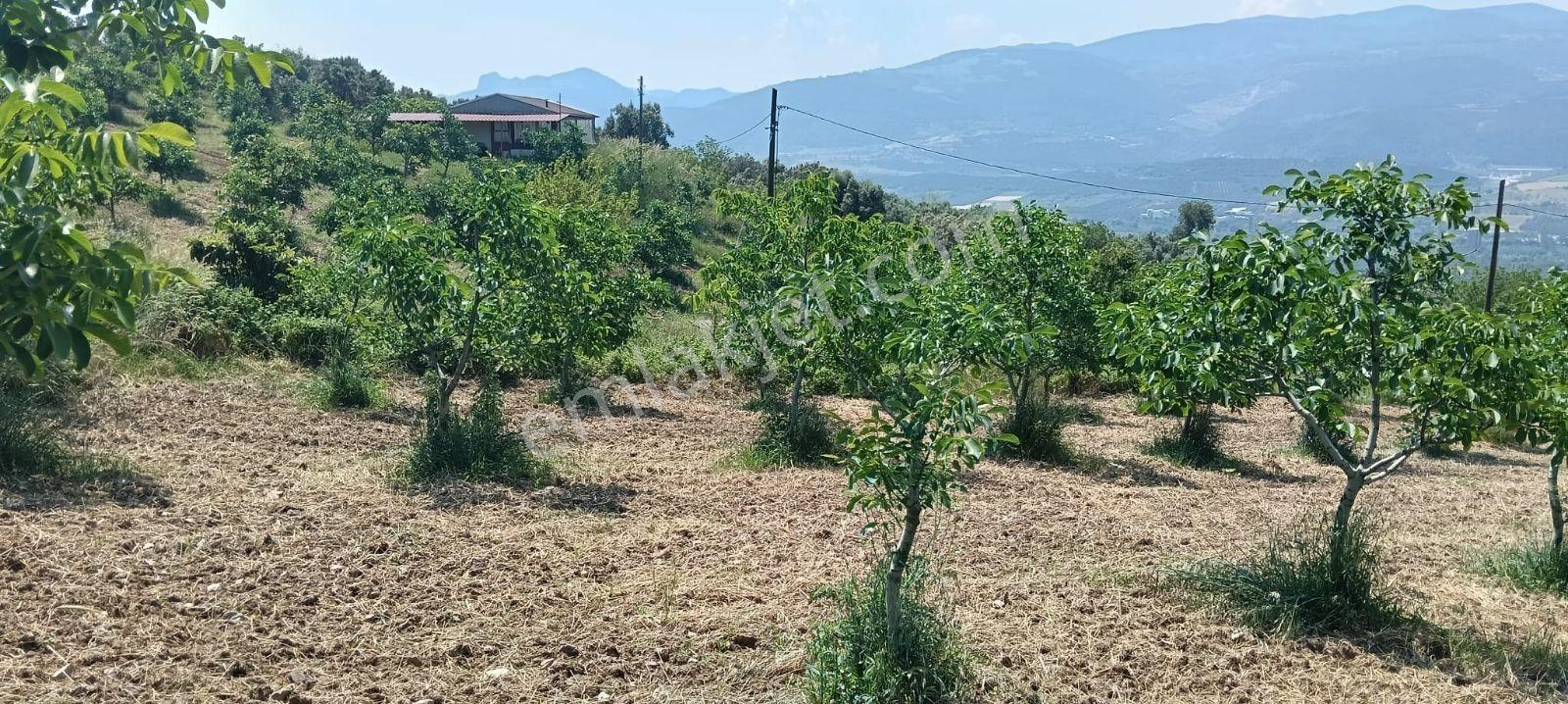 Sakarya Eşme 4454 M2 380 Watt Elektrik Şebeke Su Ve Kuyu Suyu - Görsel 12