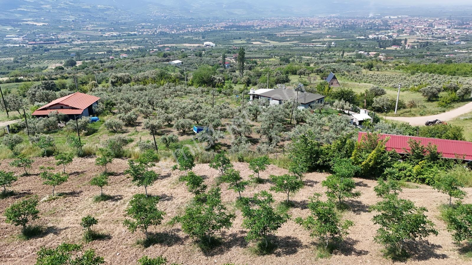 Sakarya Eşme 4454 M2 380 Watt Elektrik Şebeke Su Ve Kuyu Suyu - Görsel 10