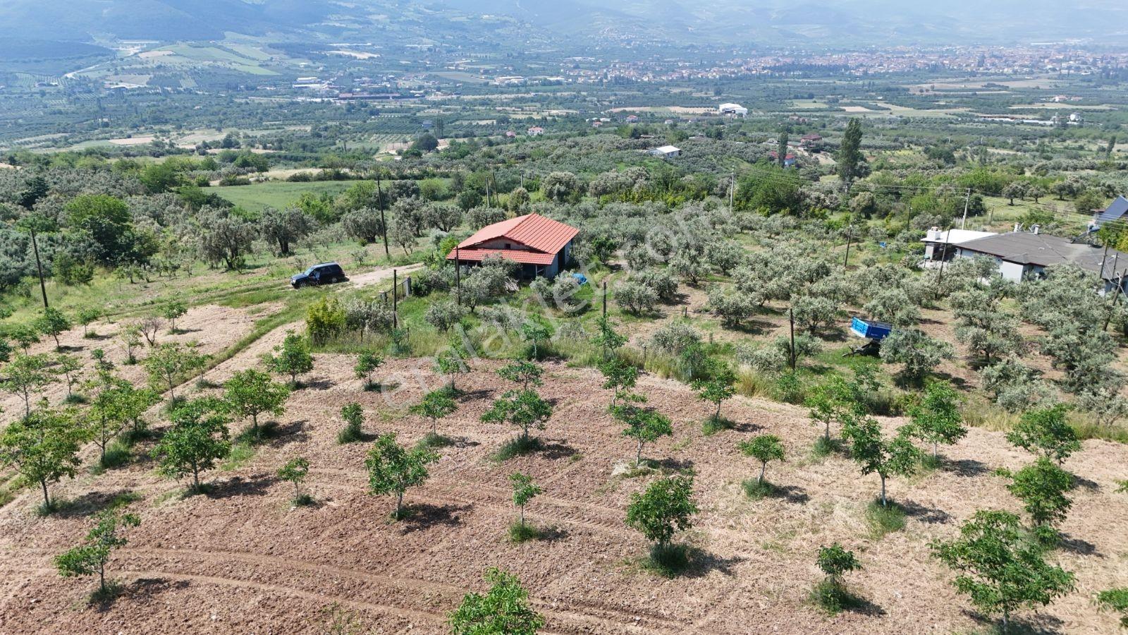 Sakarya Eşme 4454 M2 380 Watt Elektrik Şebeke Su Ve Kuyu Suyu - Görsel 9