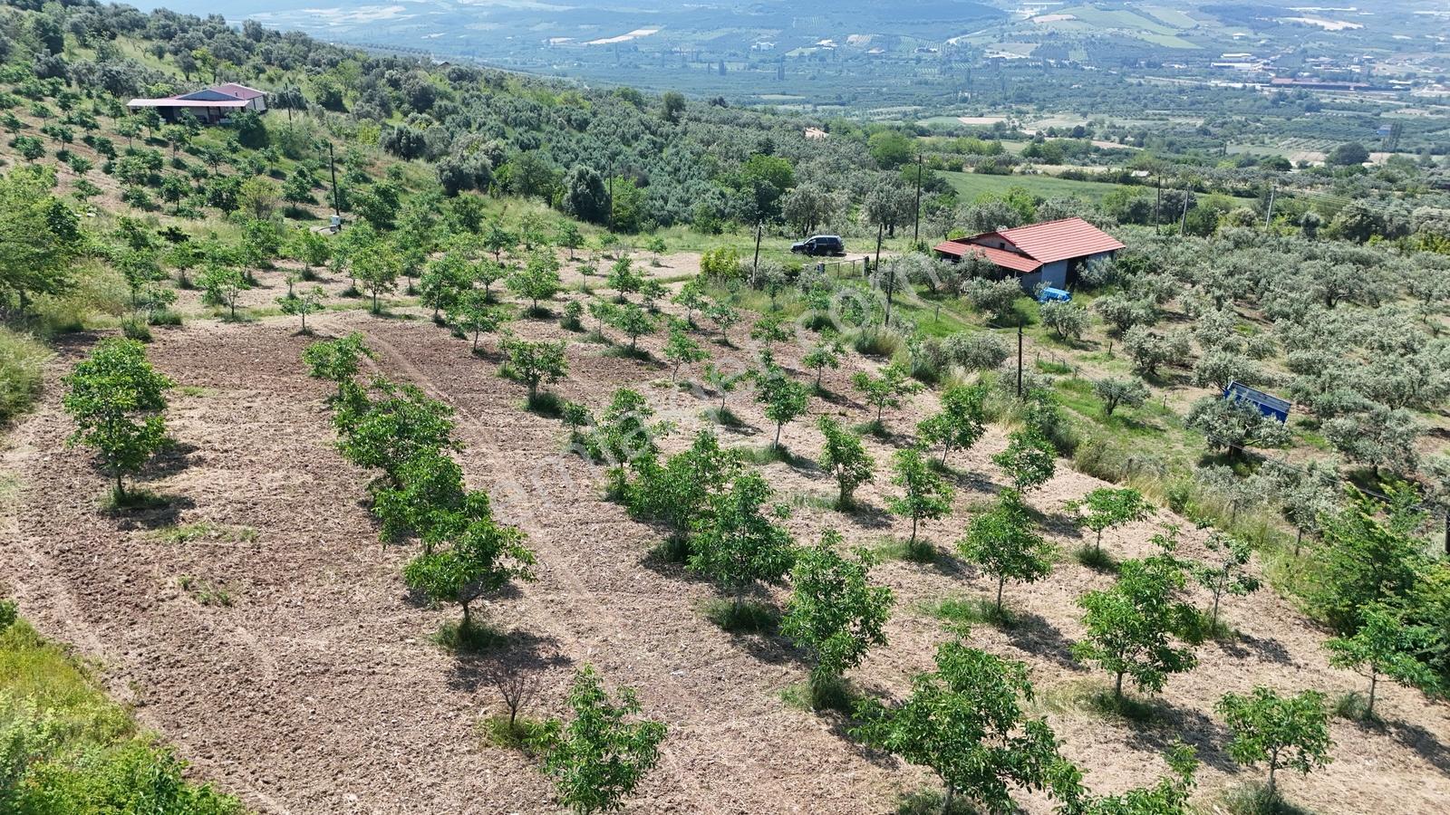 Sakarya Eşme 4454 M2 380 Watt Elektrik Şebeke Su Ve Kuyu Suyu - Görsel 2