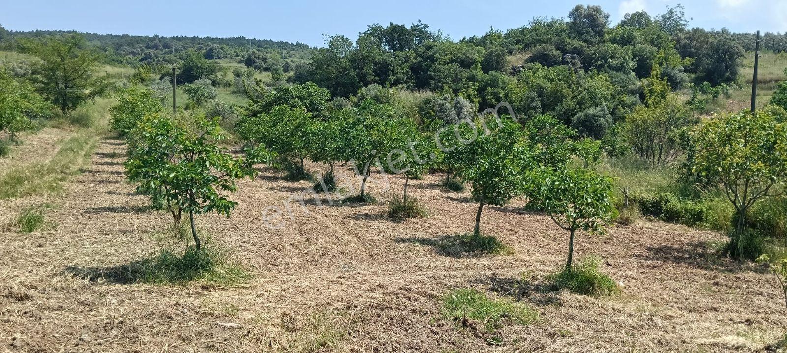 Sakarya Eşme 4454 M2 380 Watt Elektrik Şebeke Su Ve Kuyu Suyu - Görsel 3