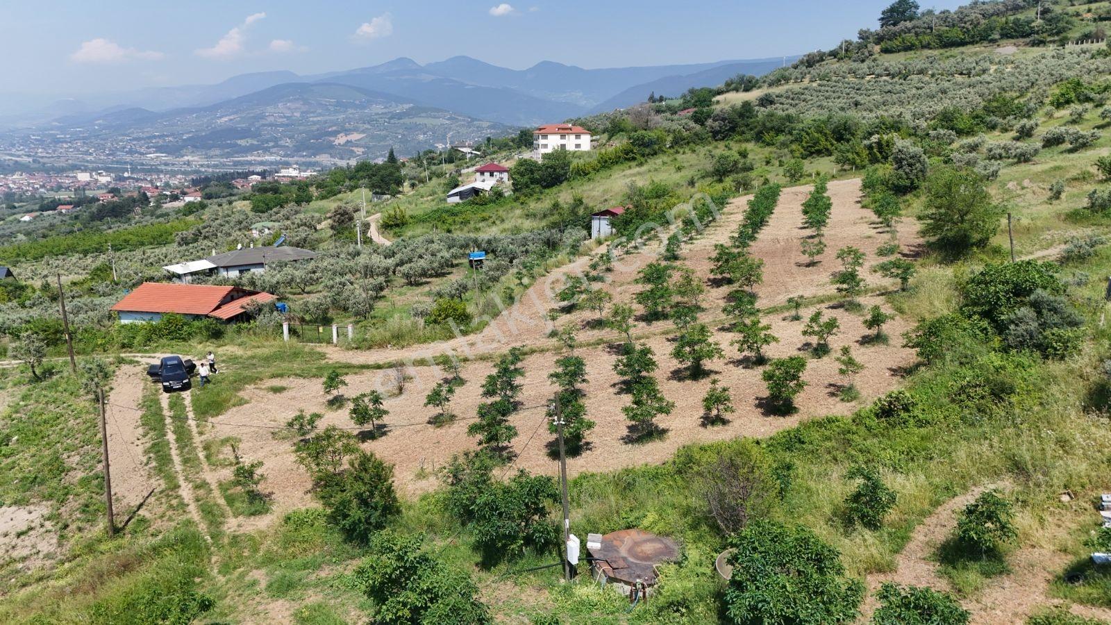 Sakarya Eşme 4454 M2 380 Watt Elektrik Şebeke Su Ve Kuyu Suyu - Görsel 6