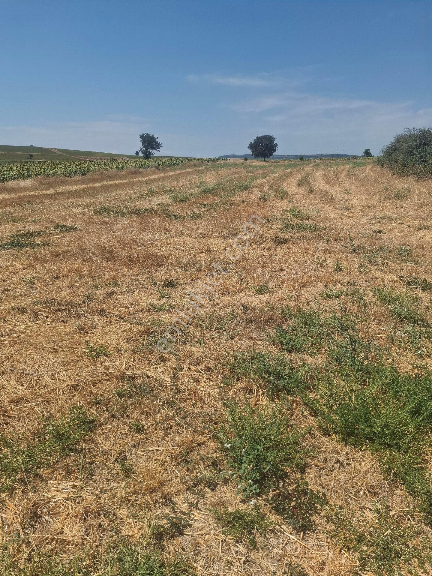 Edirne Enez Büyükevren De Satılık Tarla Denize 7 Dk Köye 5 Dk Mesafede
