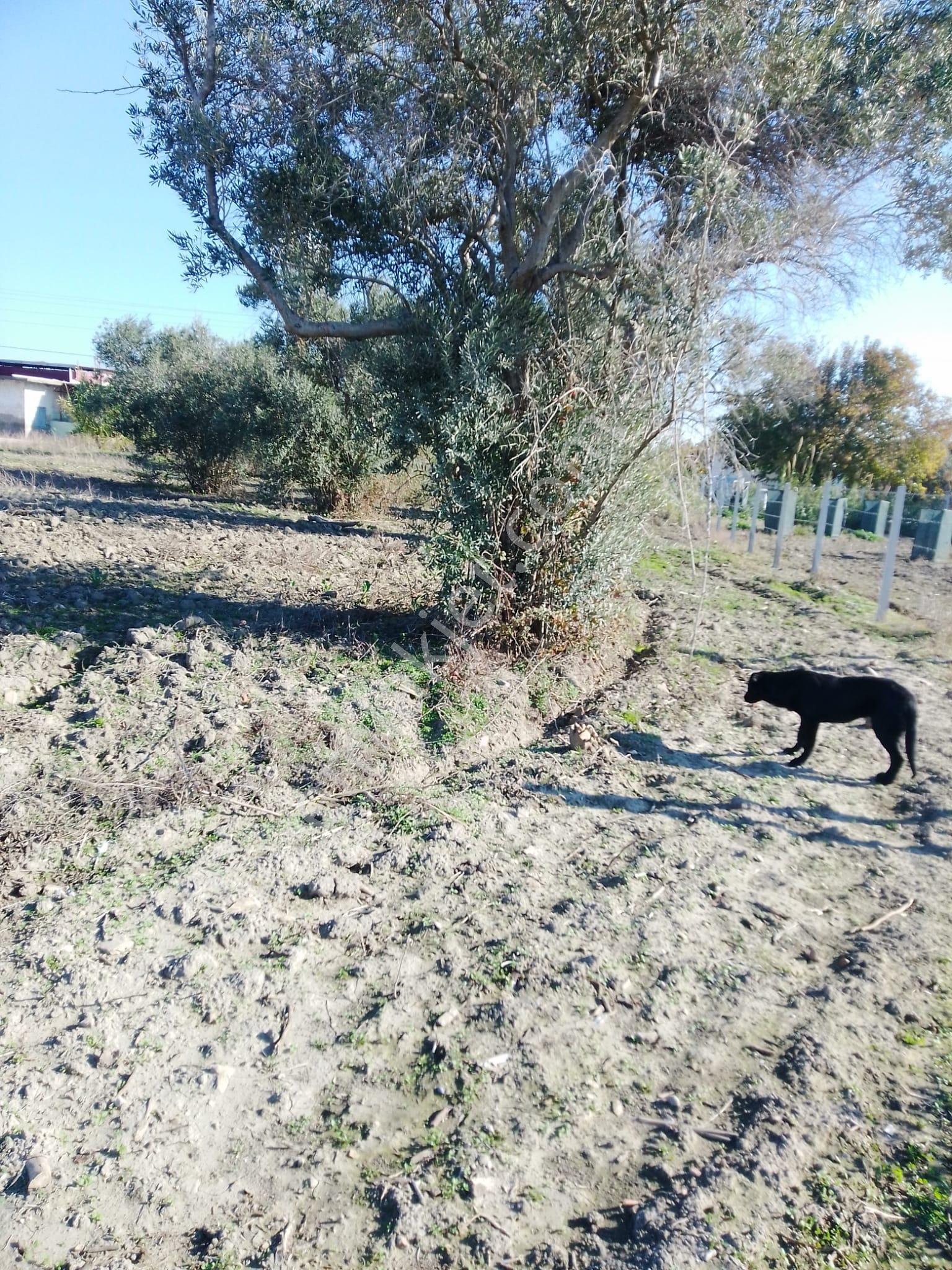 Karataş Yassıveren Mahallesin'de 5.790 M2 Satılık Arsa... - Görsel 9