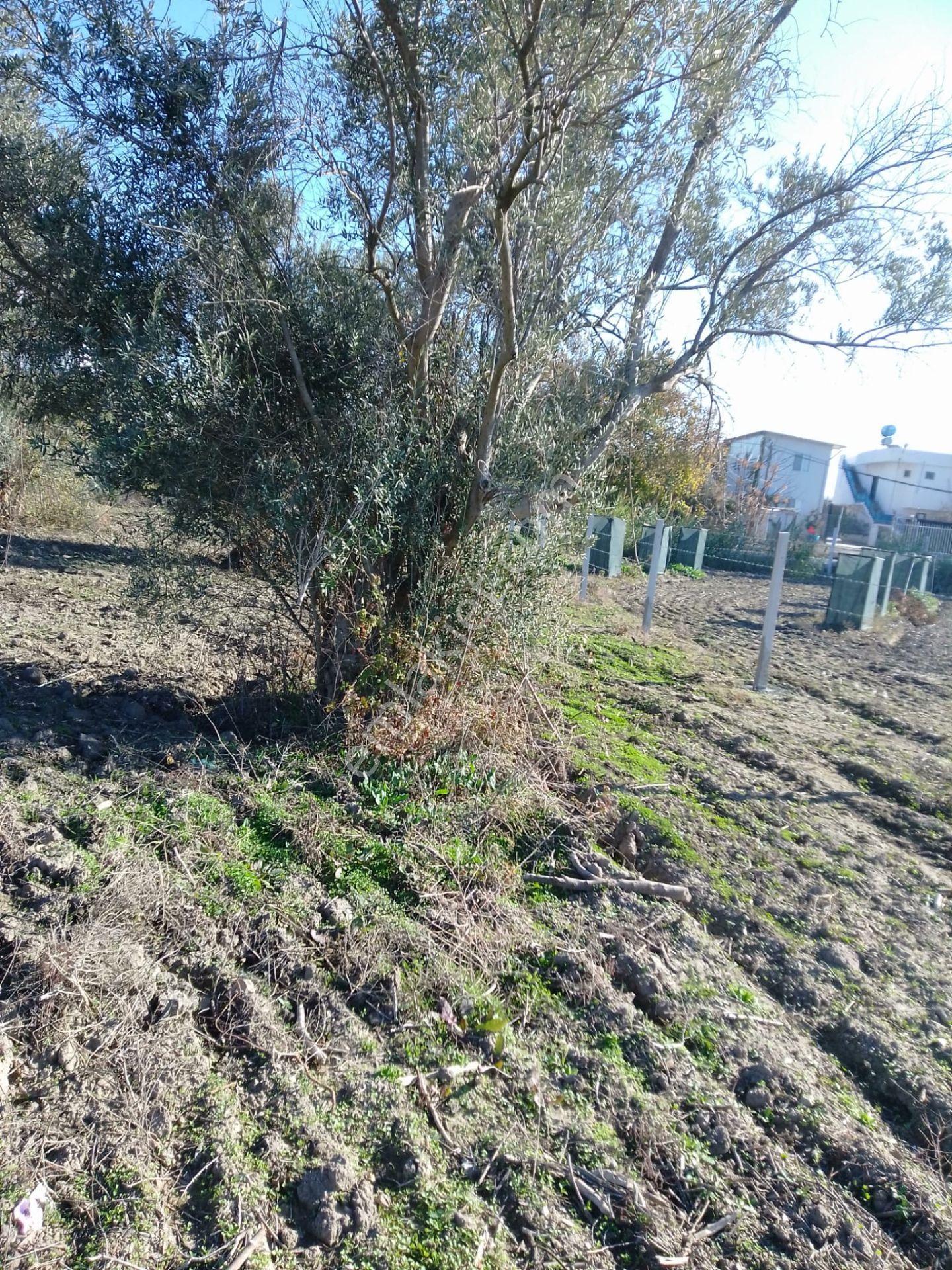 Karataş Yassıveren Mahallesin'de 5.790 M2 Satılık Arsa... - Görsel 14