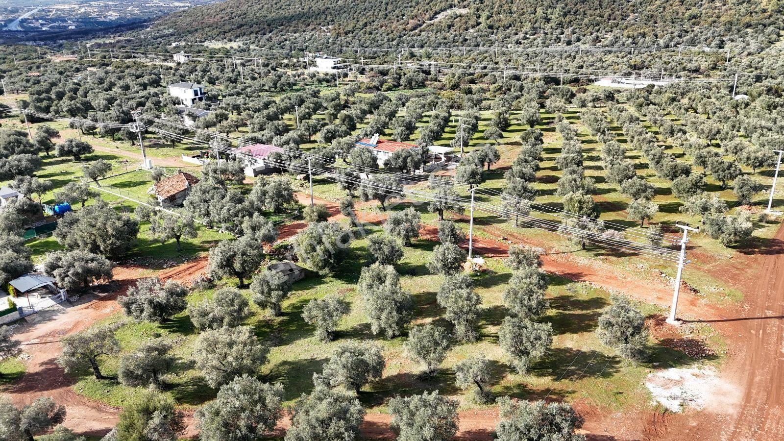 Didim Akyeniköy Kardelen De 20/40 İmarlı 300 M2 Satılık Arsa - Görsel 6