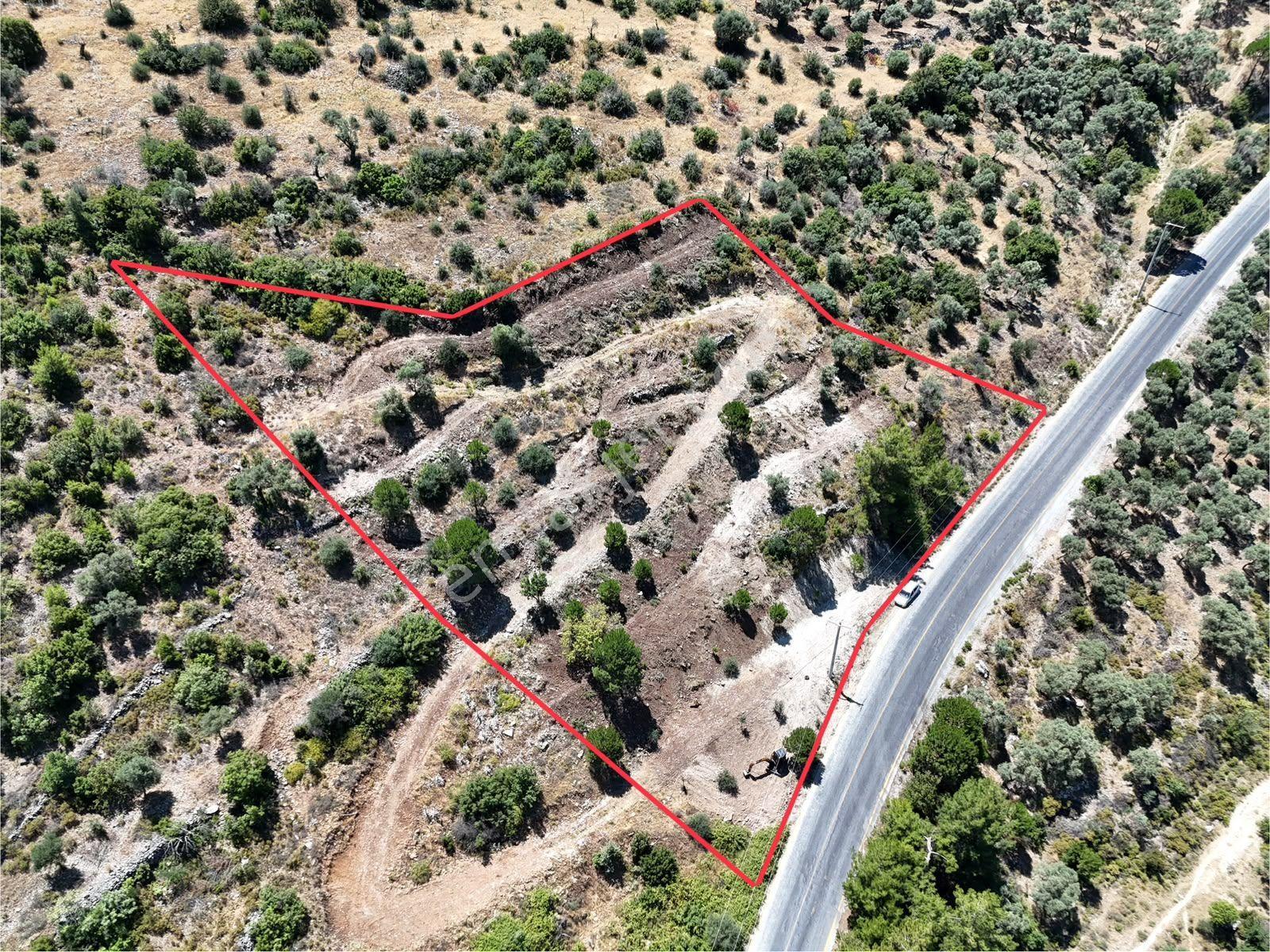 Milas Kayabaşı'nda Asfalt Yola Sıfır 4477m² Müstakil Zeytinlik - Görsel 2