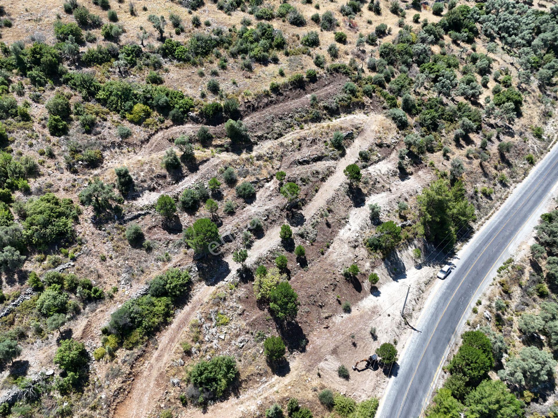 Milas Kayabaşı'nda Asfalt Yola Sıfır 4477m² Müstakil Zeytinlik - Görsel 14