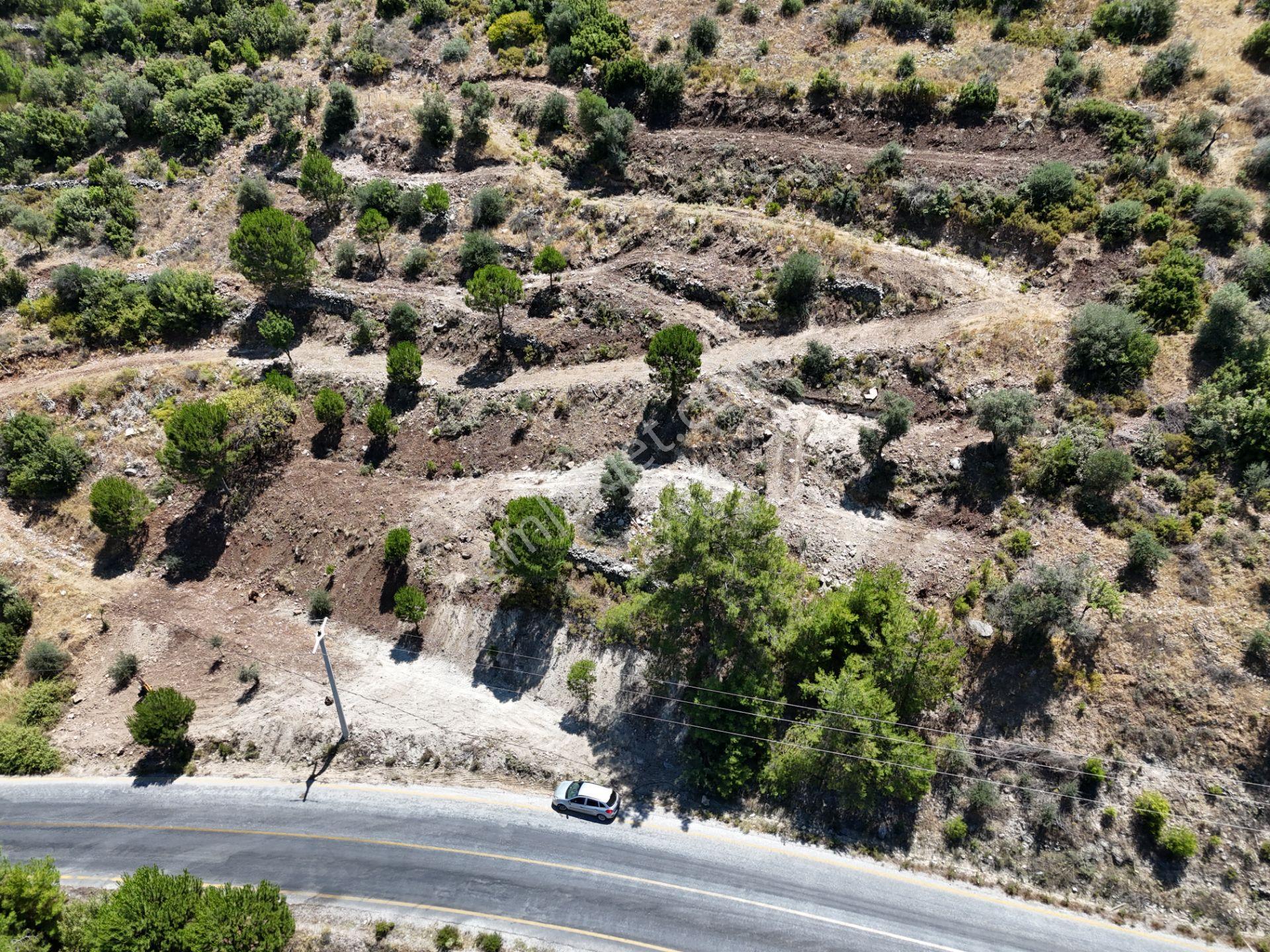 Milas Kayabaşı'nda Asfalt Yola Sıfır 4477m² Müstakil Zeytinlik - Görsel 23