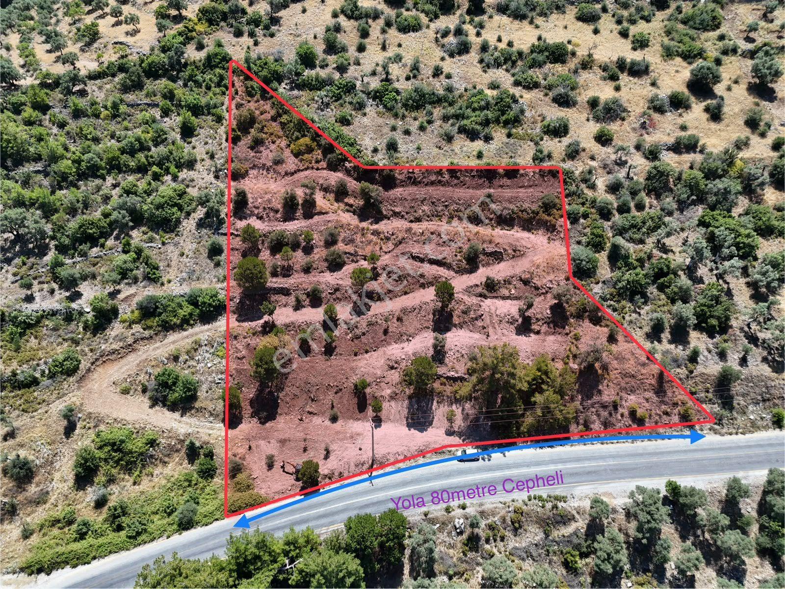 Milas Kayabaşı'nda Asfalt Yola Sıfır 4477m² Müstakil Zeytinlik - Görsel 4