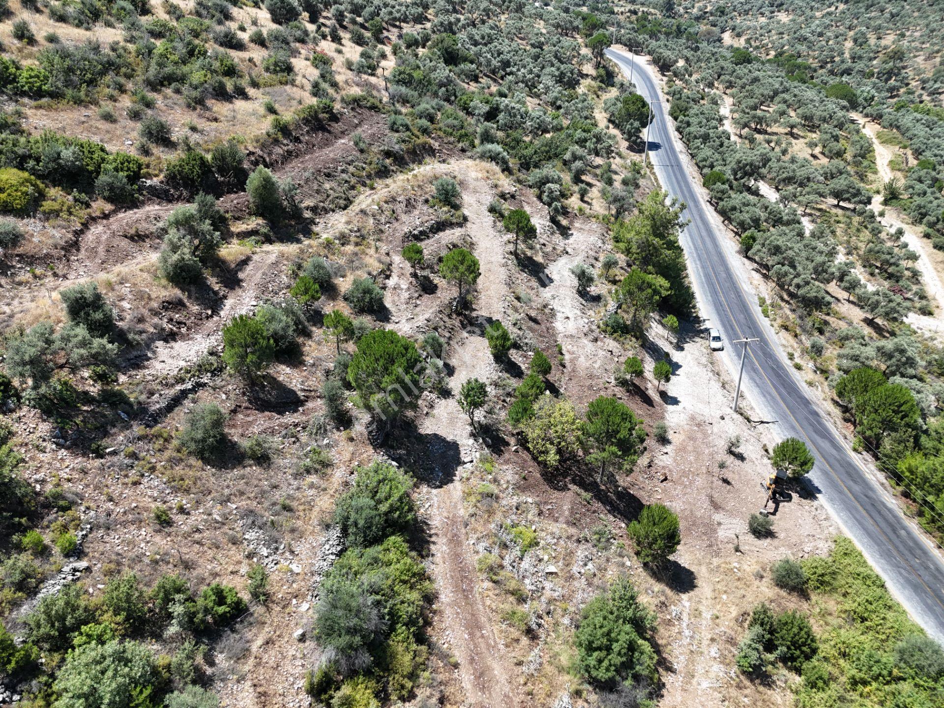 Milas Kayabaşı'nda Asfalt Yola Sıfır 4477m² Müstakil Zeytinlik - Görsel 15