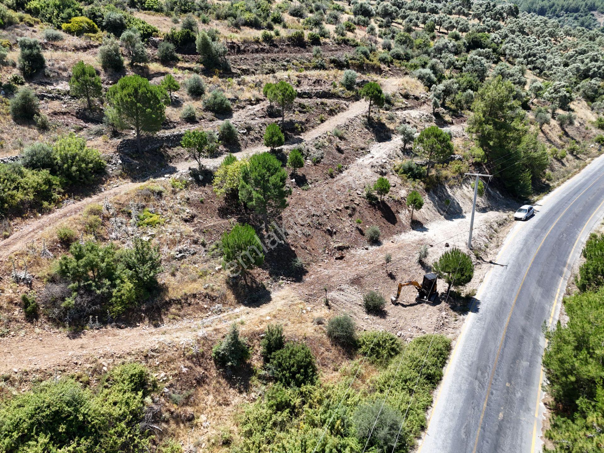 Milas Kayabaşı'nda Asfalt Yola Sıfır 4477m² Müstakil Zeytinlik - Görsel 20