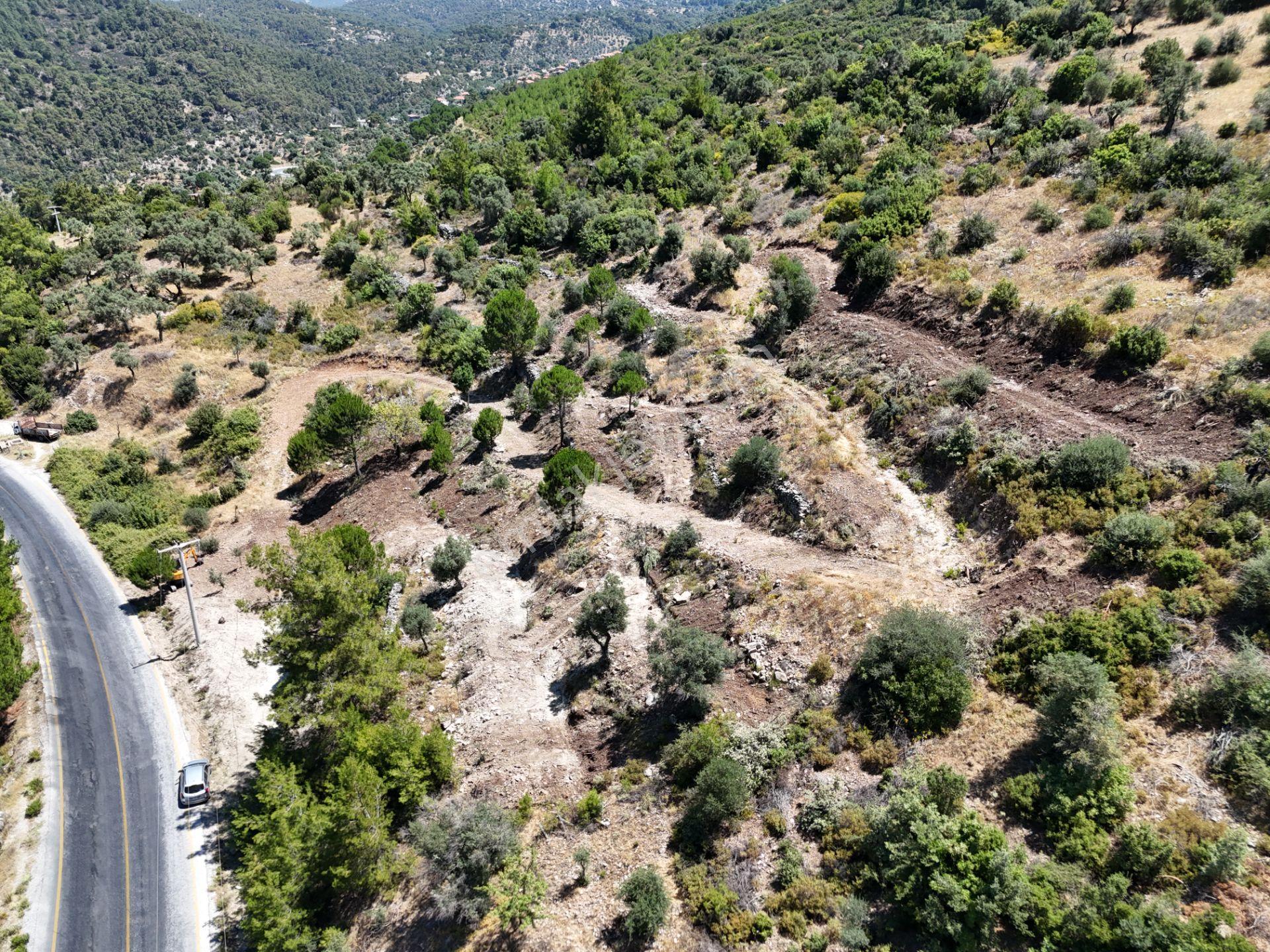 Milas Kayabaşı'nda Asfalt Yola Sıfır 4477m² Müstakil Zeytinlik - Görsel 16