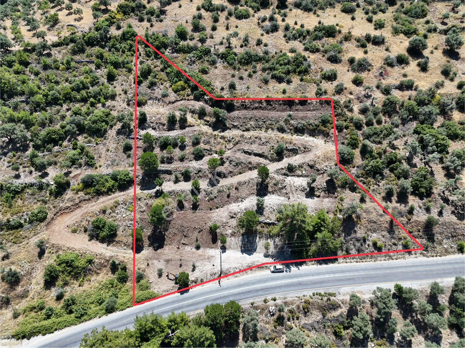Milas Kayabaşı'nda Asfalt Yola Sıfır 4477m² Müstakil Zeytinlik