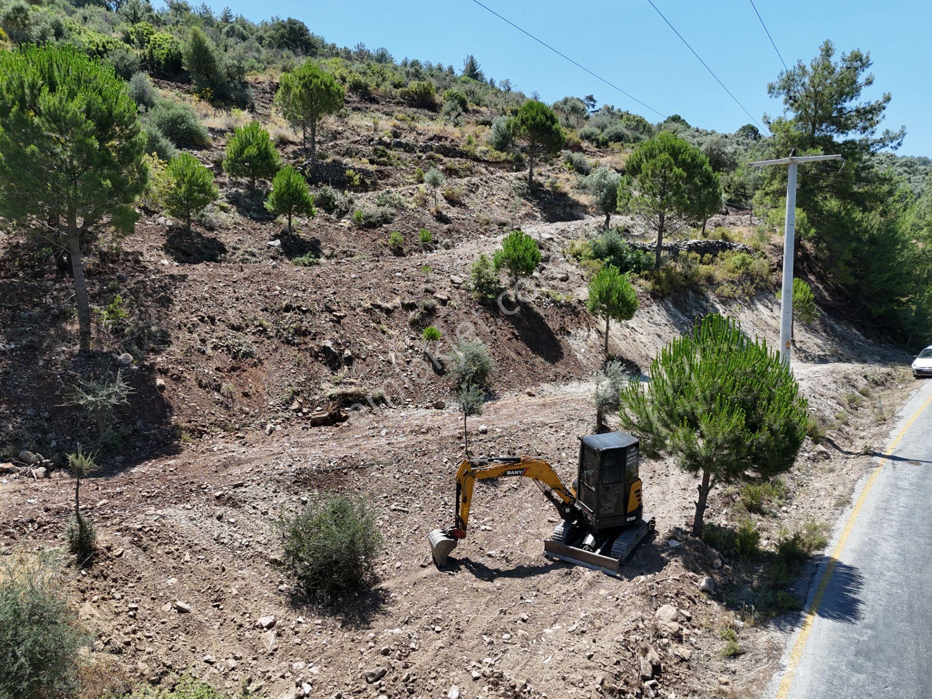 Milas Kayabaşı'nda Asfalt Yola Sıfır 4477m² Müstakil Zeytinlik - Görsel 9