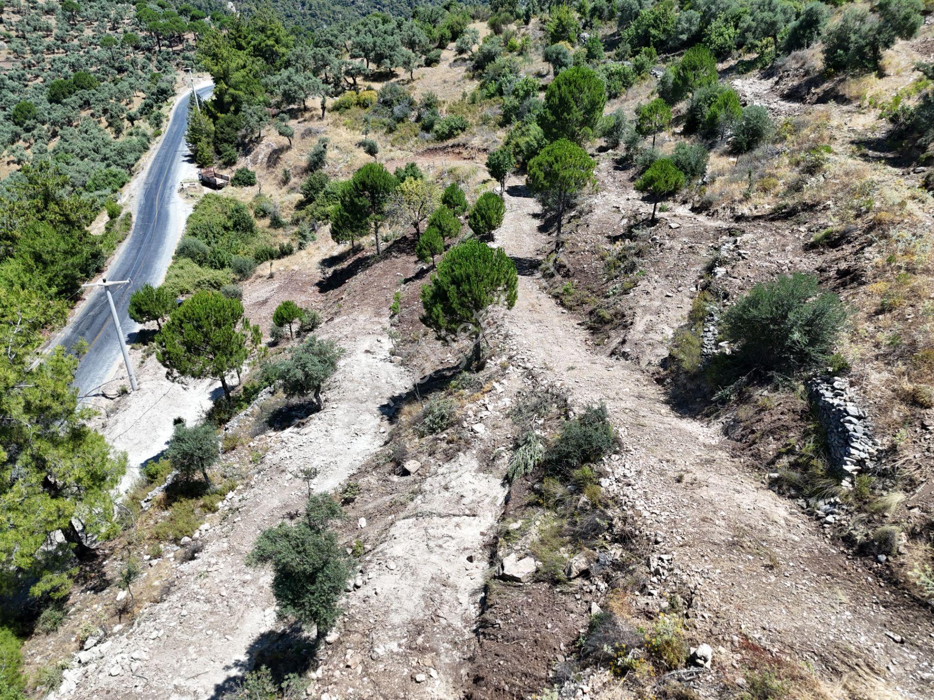 Milas Kayabaşı'nda Asfalt Yola Sıfır 4477m² Müstakil Zeytinlik - Görsel 18