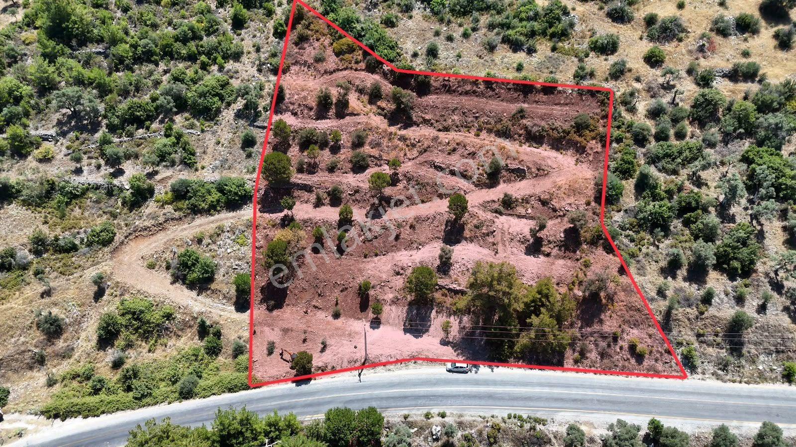 Milas Kayabaşı'nda Asfalt Yola Sıfır 4477m² Müstakil Zeytinlik - Görsel 3