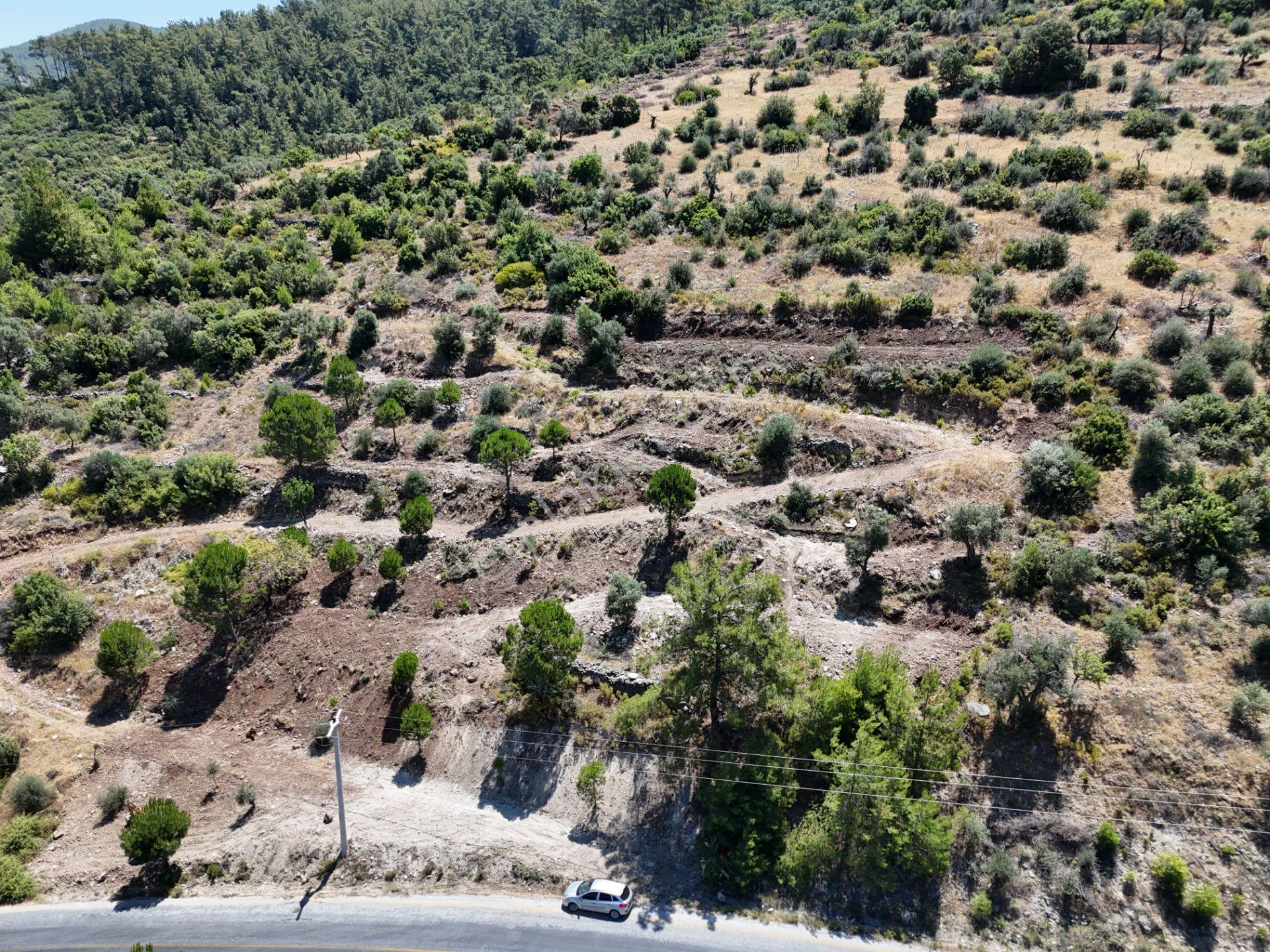 Milas Kayabaşı'nda Asfalt Yola Sıfır 4477m² Müstakil Zeytinlik - Görsel 10