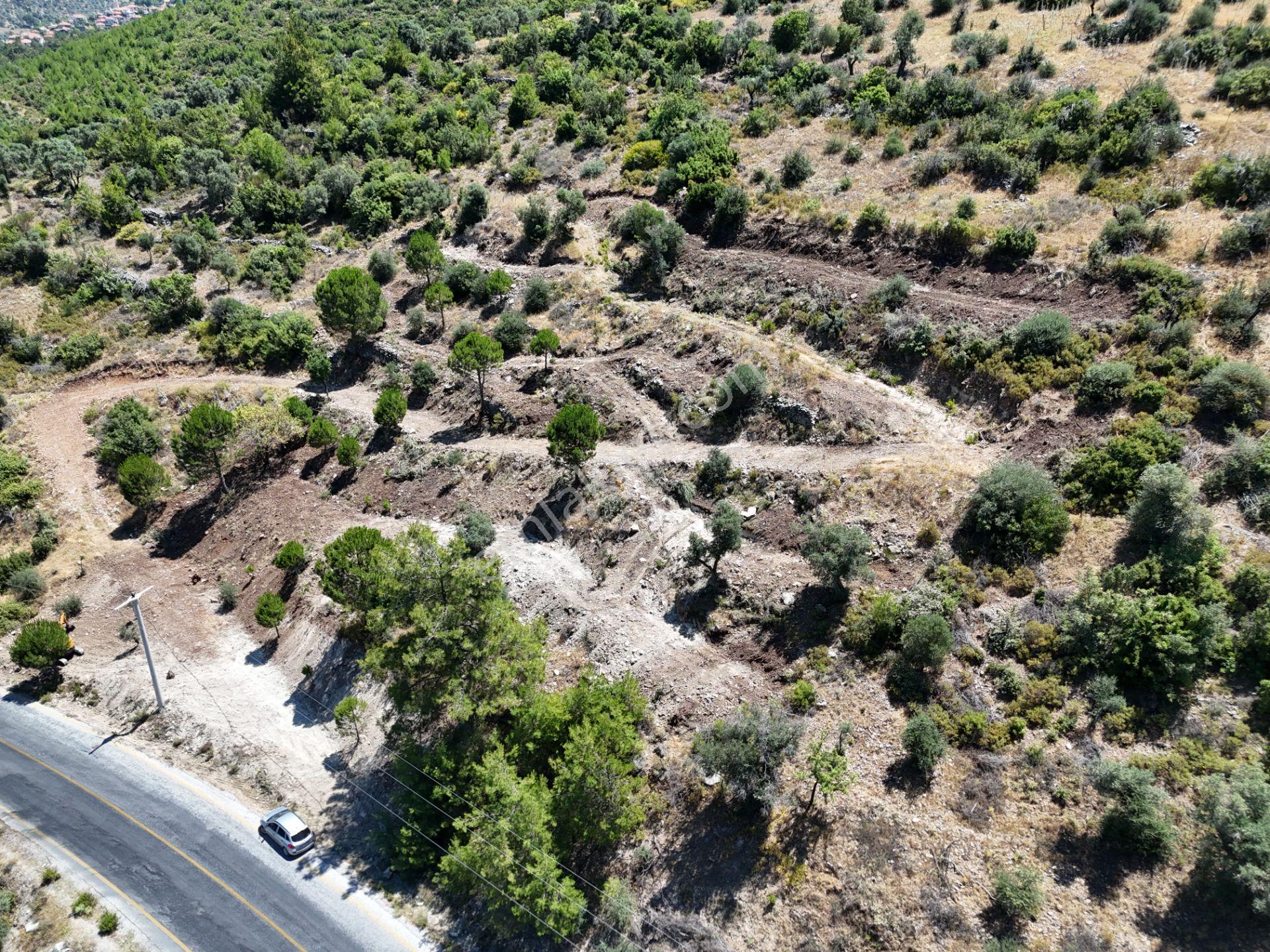 Milas Kayabaşı'nda Asfalt Yola Sıfır 4477m² Müstakil Zeytinlik - Görsel 17