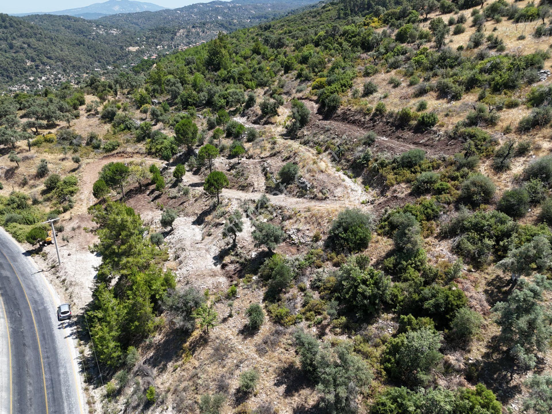 Milas Kayabaşı'nda Asfalt Yola Sıfır 4477m² Müstakil Zeytinlik - Görsel 12
