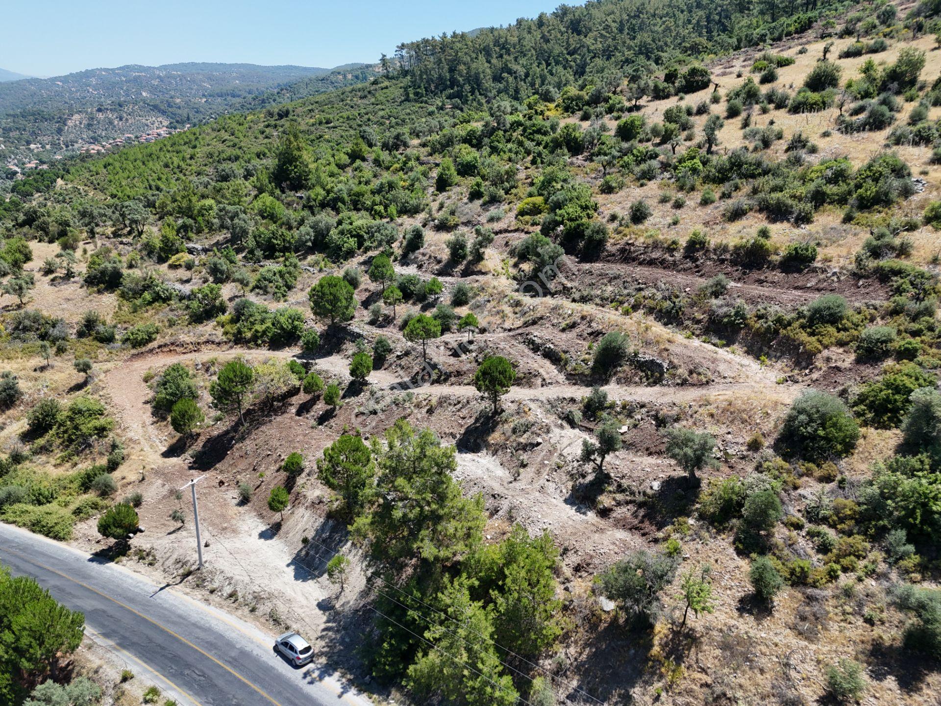Milas Kayabaşı'nda Asfalt Yola Sıfır 4477m² Müstakil Zeytinlik - Görsel 11
