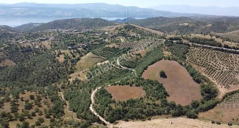 Köprübaşı/cıcıklı Mahallesinde 16.374 M2 Satılık Tarla - Görsel 5