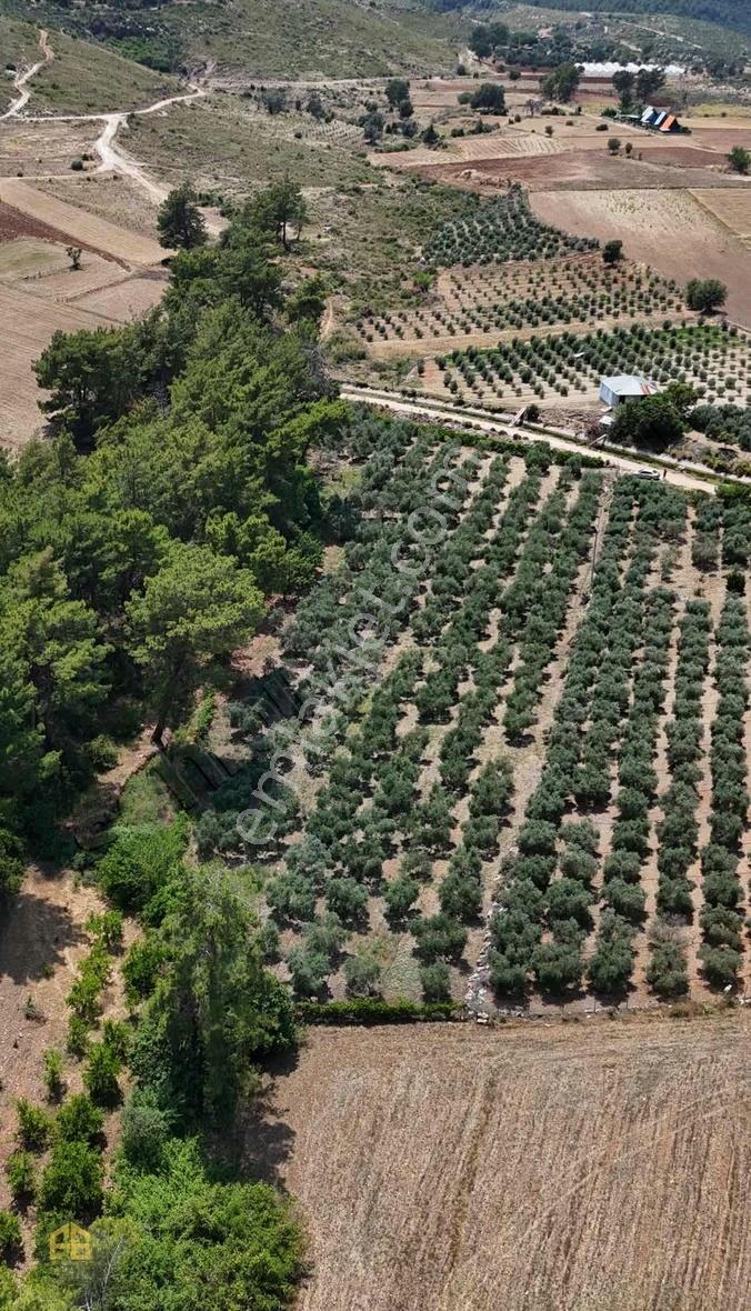 Seydikemer Kabaağaç Mahallesinde Satılık 4182 M2 Zeytinlik - Görsel 10