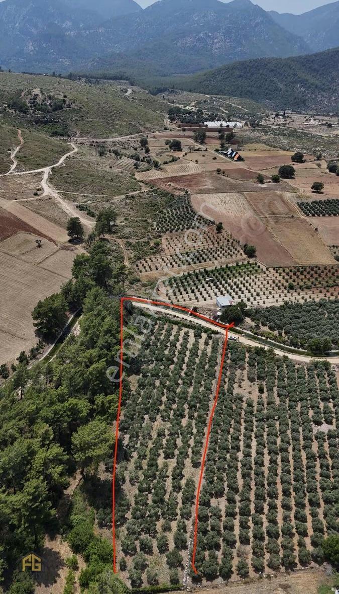Seydikemer Kabaağaç Mahallesinde Satılık 4182 M2 Zeytinlik - Görsel 16