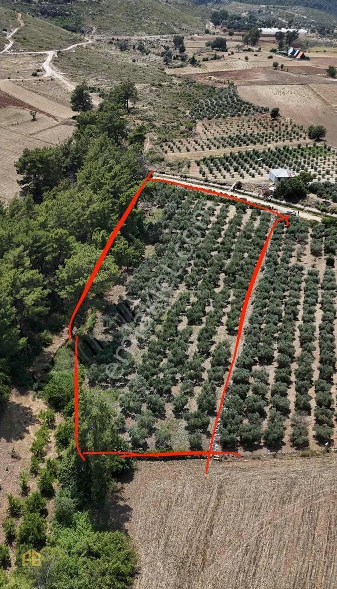 Seydikemer Kabaağaç Mahallesinde Satılık 4182 M2 Zeytinlik - Görsel 7