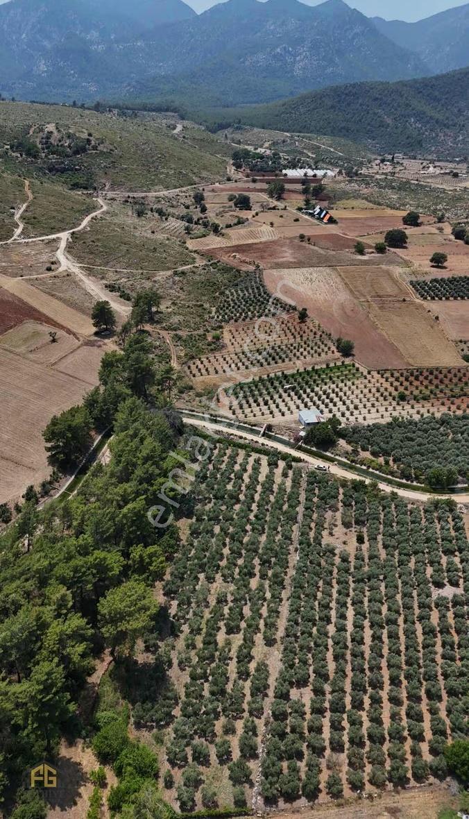 Seydikemer Kabaağaç Mahallesinde Satılık 4182 M2 Zeytinlik - Görsel 2