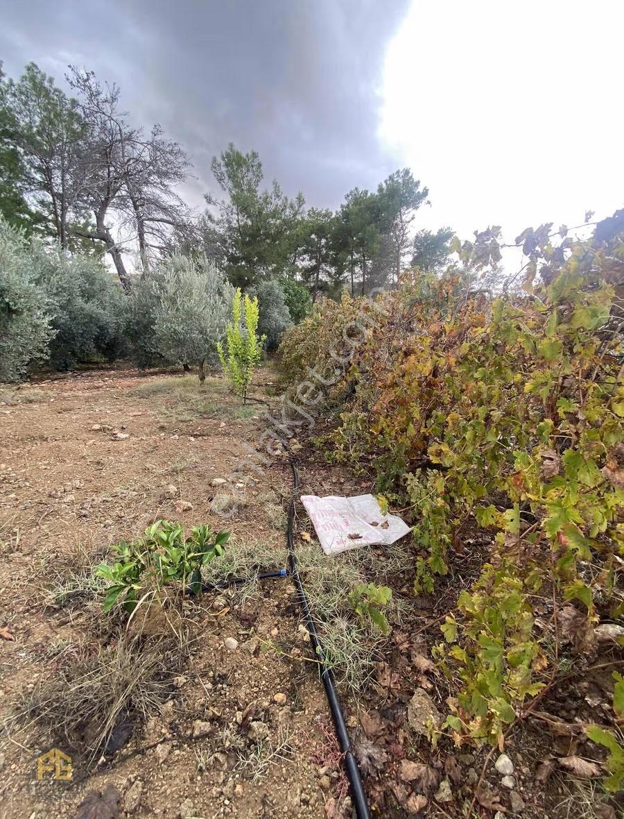 Seydikemer Kabaağaç Mahallesinde Satılık 4182 M2 Zeytinlik - Görsel 6